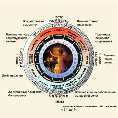 Суточной сезонный биоритм активности энергетических меридианов и их органов